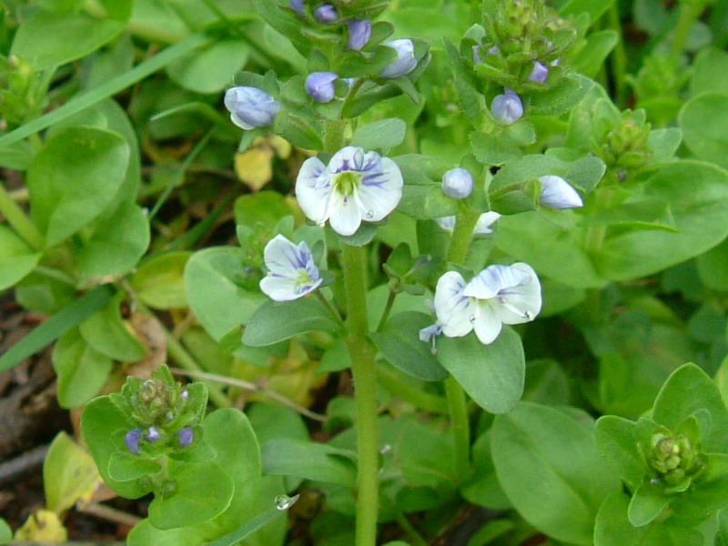 Veronica serpyllifolia / Veronica a foglie di Serpillo